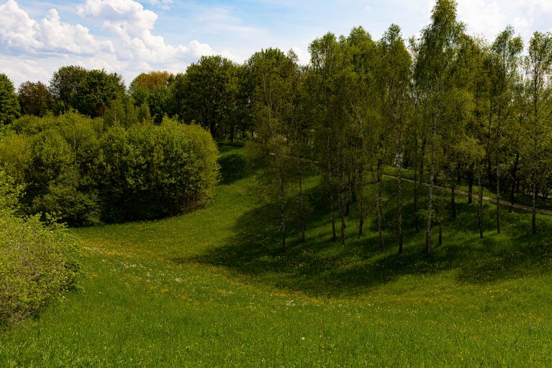 Vegetation Clearing