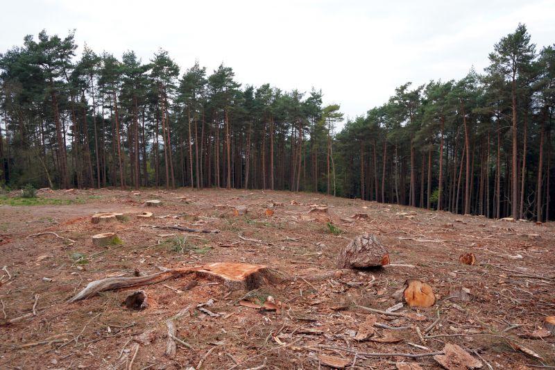 Rock and Debris Clearing