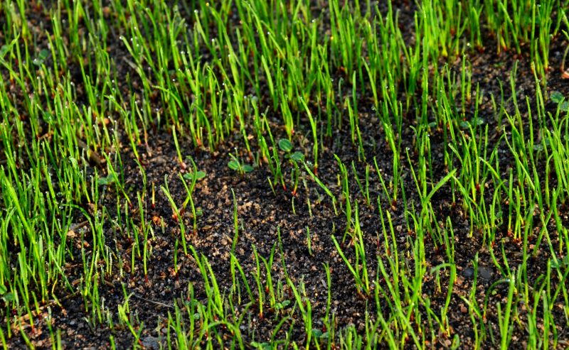 Dormant Vegetation in Winter